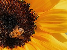 gelbe Sonnenblume mit Biene